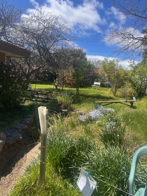 Sunny backyard garden with lawn, trees, flowering shrubs and a garden chair
